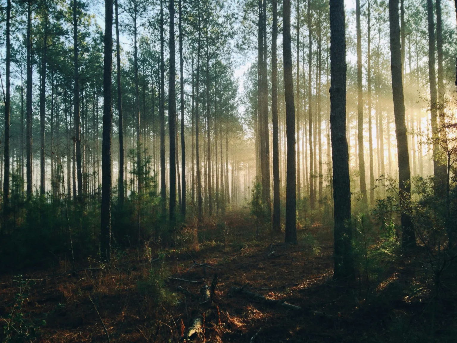 Päästölaskenta pk-yrityksissä